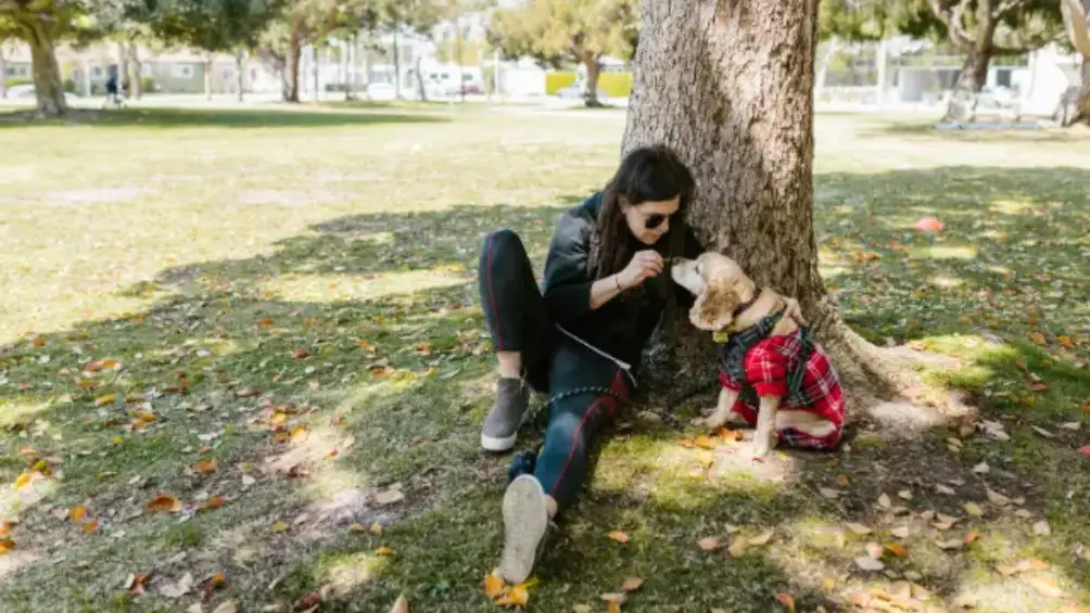 Pet Sitting and Dog Walking